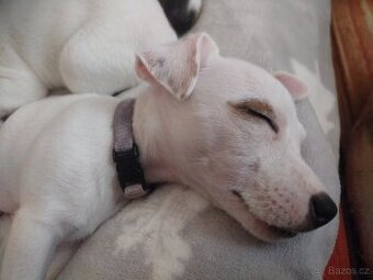 Štěňátko Jack Russell bez pp