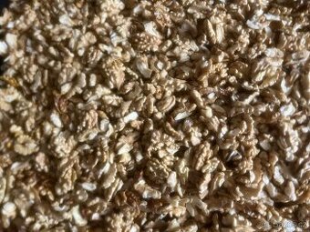 Letošní loupané vlašské ořechy 2025