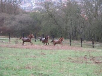 Nabízím ustájení v rodinné stáji v Berouně