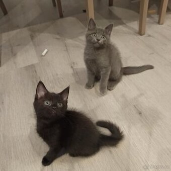 Britská modrá x Mainská mývalí koťátka