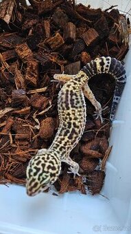 Gekončik noční  samičky...