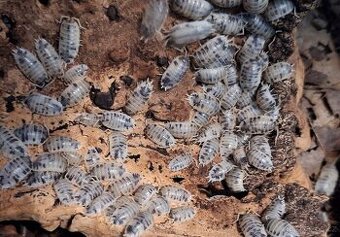 Prodám tropické stínky (Isopody)