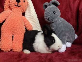 Úžasní králíčci k odběru ihned