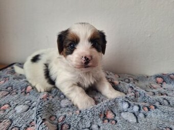 Biewer jorkšírský teriér pejsek