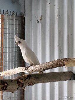 Koupím Kakadu naholící