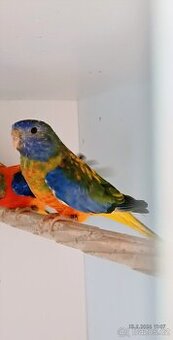 Neoféma modrohlavá