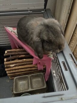 Zakrslý králíček-beránek včetně klece a vybavení