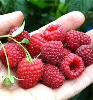 Vzrostlé sazenice maliníku Polka a Glen Ample