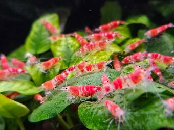 Krevetky Red crystal