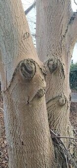 Kmeny Ořechů na fošny