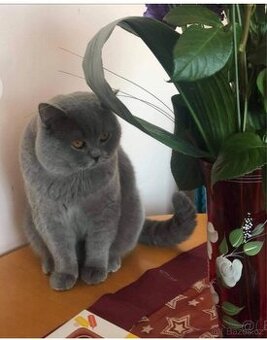 Britský kocourek ke krytí