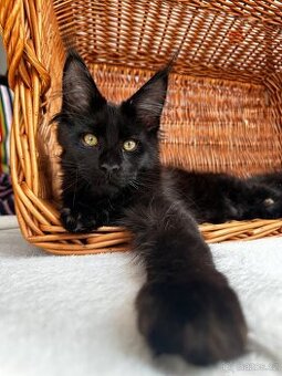 Mainská mývalí s PP