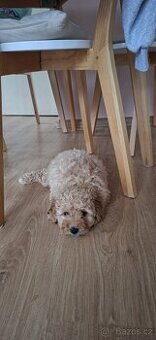 Štěňátko Trpasličího Pudla