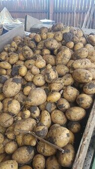 brambory