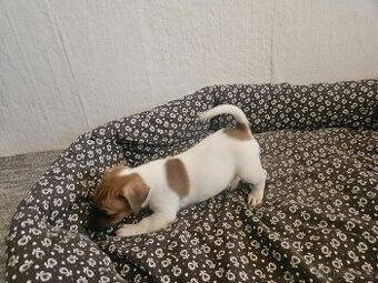 Jack Russel teriér