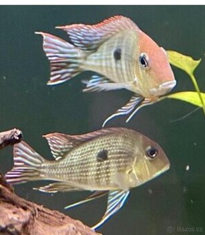 Geophagus tapajos red head