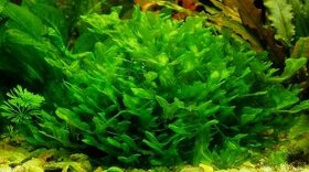 Akvarijni rostlinka - Pelia Moss / Monosolenium Tenerum