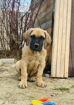 Boerboel štěňata FCI pp
