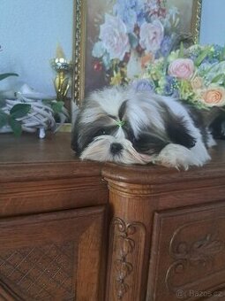 Shih-tzu s PP / shi-tzu / shi tzu - 1