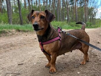 STELINKA K ADOPCI - umazlená jezevčí holčička