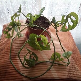 2x pokojová Monstera Monkey Leaf - 1
