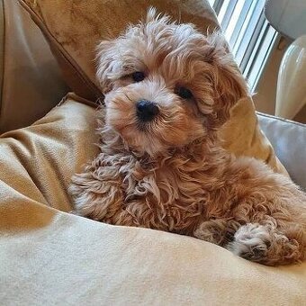 Maltipoo
