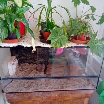 Terarium