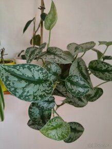 Scindapsus 3 druhy - 1