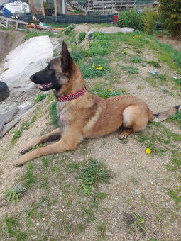 Prodám štěně BO Malinois s PP - 1