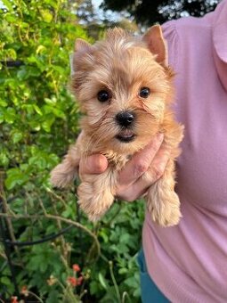 Pejsek Tic Tac golddust yorkshire terrier k prodeji - 1