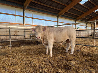 Plemenný býk charolais