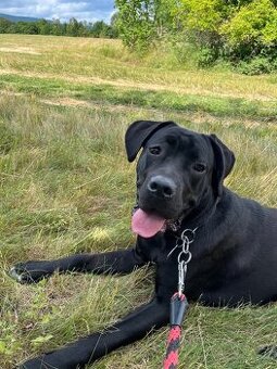 Cane Corso