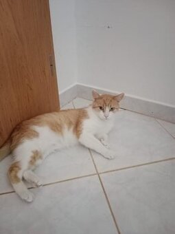 kocourek Filipek stále hledá domov