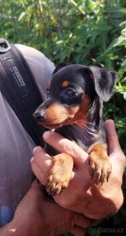 Trpasličí pinč Minidoberman