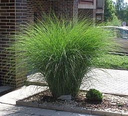 MISCANTHUS GRACILLIMUS ♥ NÁDHERNÁ OKRASNÁ TRAVINA