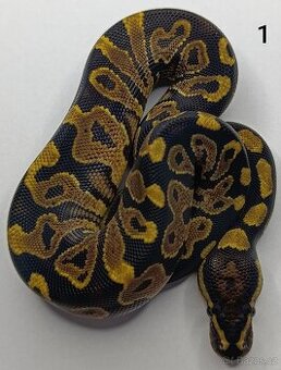Krajta královská / Python regius