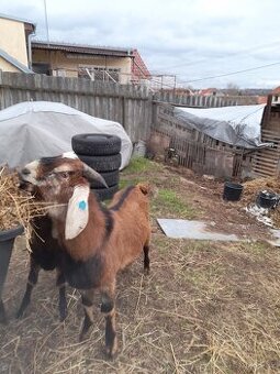 Anglonubijský plemenný kozel s POP,dotace