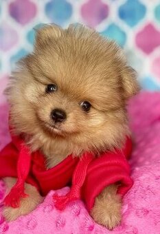 Pomeranian