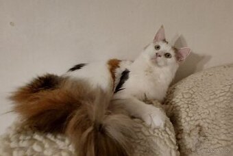 Mainska myvalia, Mainne coon,Mco