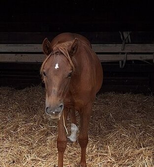 Quarter Horse 1,5 ročná kobylka po JAC O RIMA