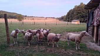 Únorová jehňata texel
