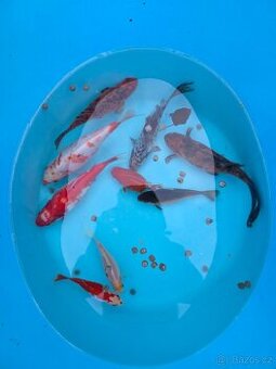 ❗️KARAS ZLATÝ, SHUBUNKIN, ČERNOZLATÝ, ČERVENOBÍLÝ 10-30CM❗️