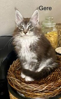 Mainská mývalí s PP