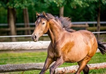 Roční klisna PRE z vlastního chovu