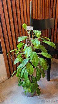 Philodendron malai gold