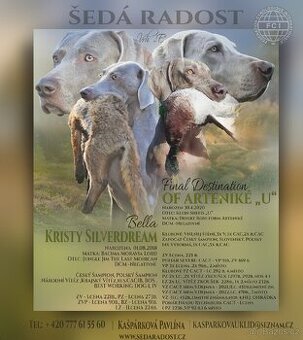 Výmarský ohař krátkosrstý  Štěňata s PP