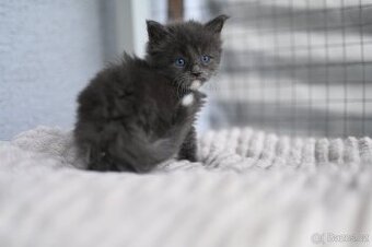 Mainská mývalí - maine coon - MCO - modrooký kocourek