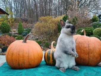 Zakrslý siam sameček Medvídek