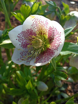 Čemeřice PRETTY ELLEN SPOTTED