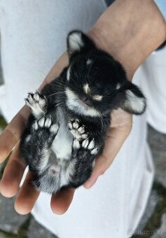 Sameček mládě zakrslý beránek